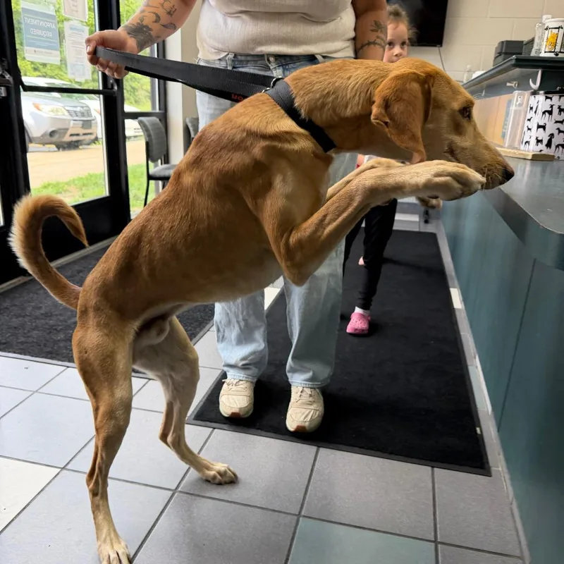 An adult medium-sized male Mixed Breed dog named Henley for adoption in Grand Rapids, MI