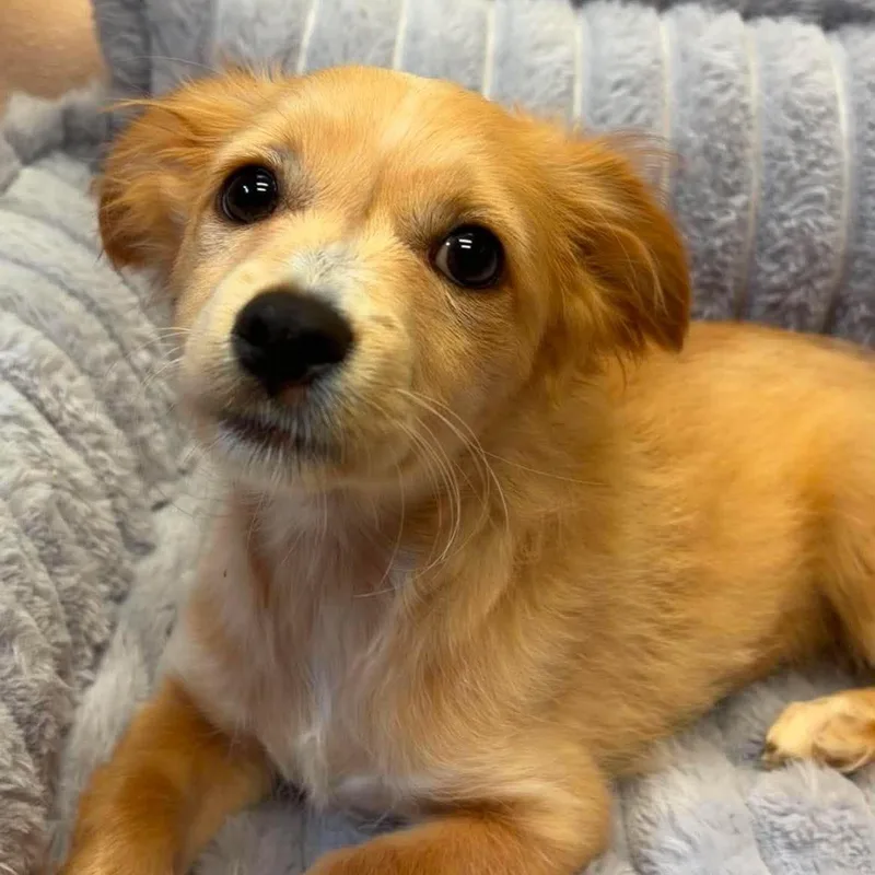 A baby small-sized male Chihuahua dog named Solace for adoption in Valparaiso, IN