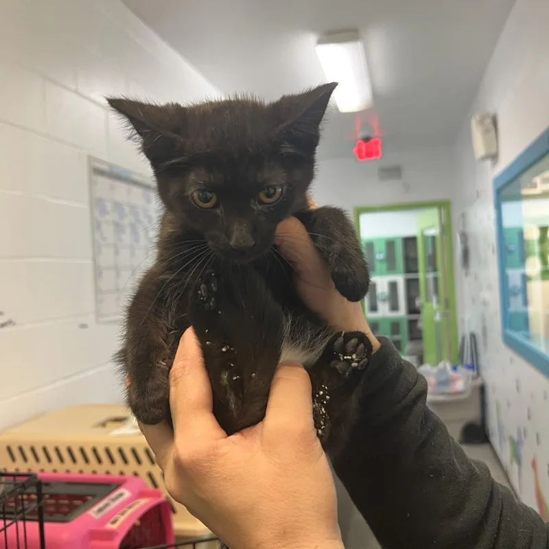 A baby small-sized female Black Domestic Short Hair cat named Stelle for adoption in Albert Lea, MN