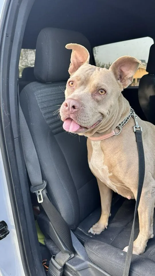 An adult large-sized female Pit Bull Terrier dog named Goldie for adoption in Tempe, AZ