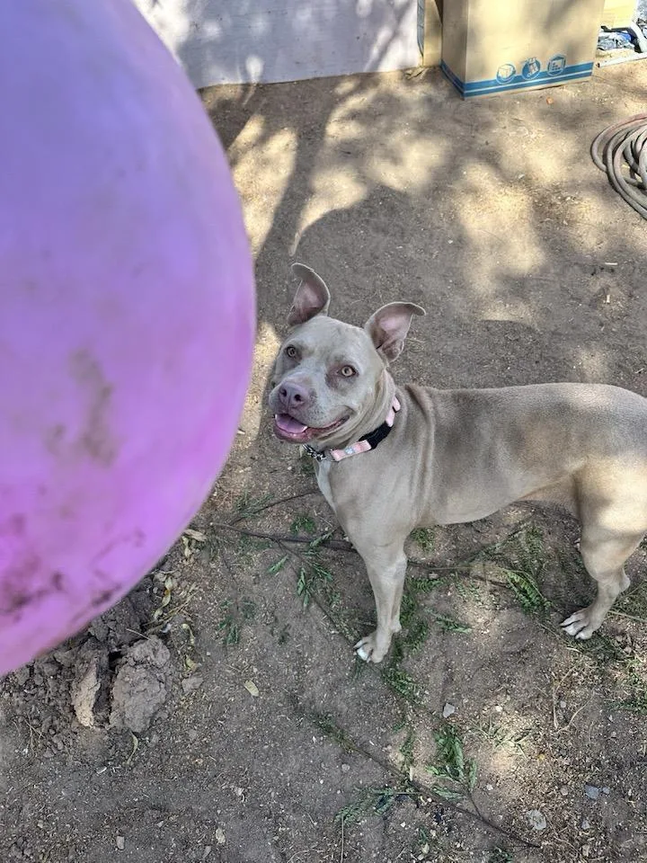 Goldie thumbnail 4
