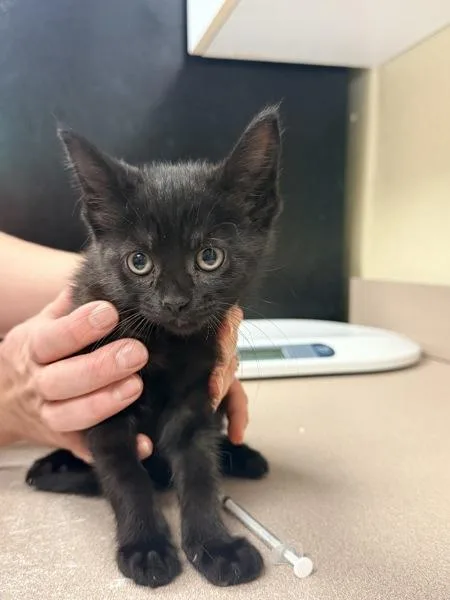A baby small-sized female Domestic Short Hair cat named Starry Night for adoption in Salisbury, MD