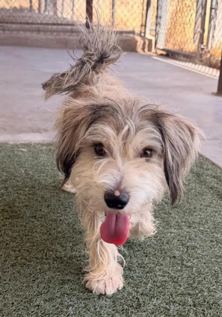 A young small-sized male Schnauzer dog named Bean for adoption in Midland, TX