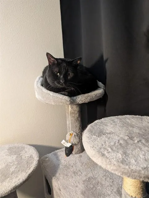 A young small-sized male Domestic Short Hair cat named Eclipse for adoption in Aurora, CO