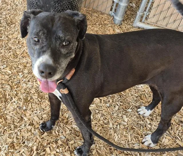 An adult medium-sized female Labrador Retriever dog named Precious for adoption in Albuquerque, NM