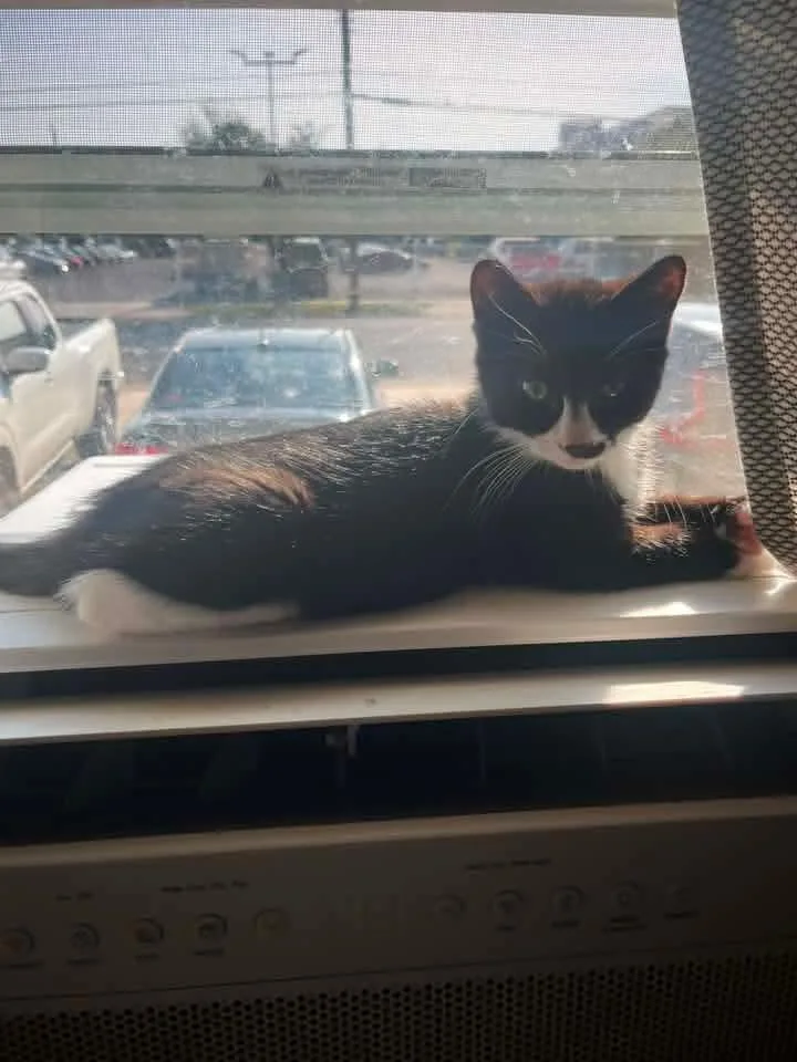 A baby small-sized male Black & White / Tuxedo Tuxedo cat named Charlie for adoption in Galloway, NJ