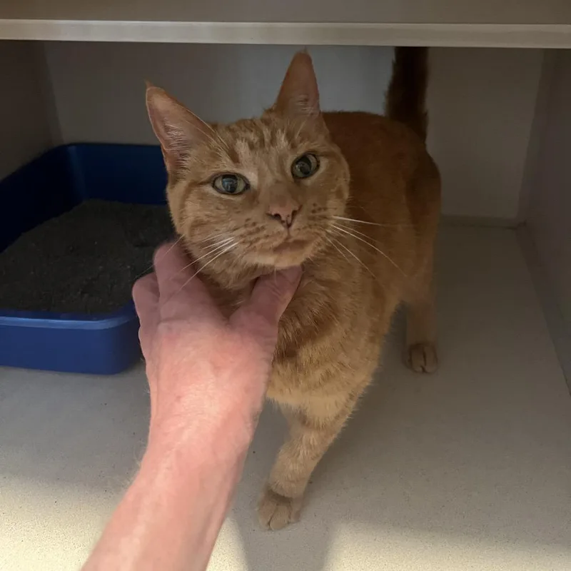 An adult medium-sized female Orange / Red Domestic Short Hair cat named Tinalouise for adoption in Normal, IL