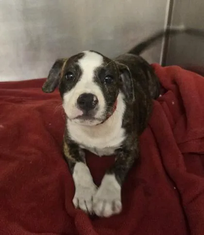 A baby small-sized female Pit Bull Terrier dog named Bonnie for adoption in Westland, MI
