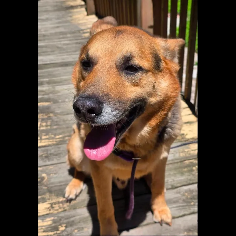 An adult large-sized male Black German Shepherd Dog dog named Knox for adoption in New Ringgold, PA