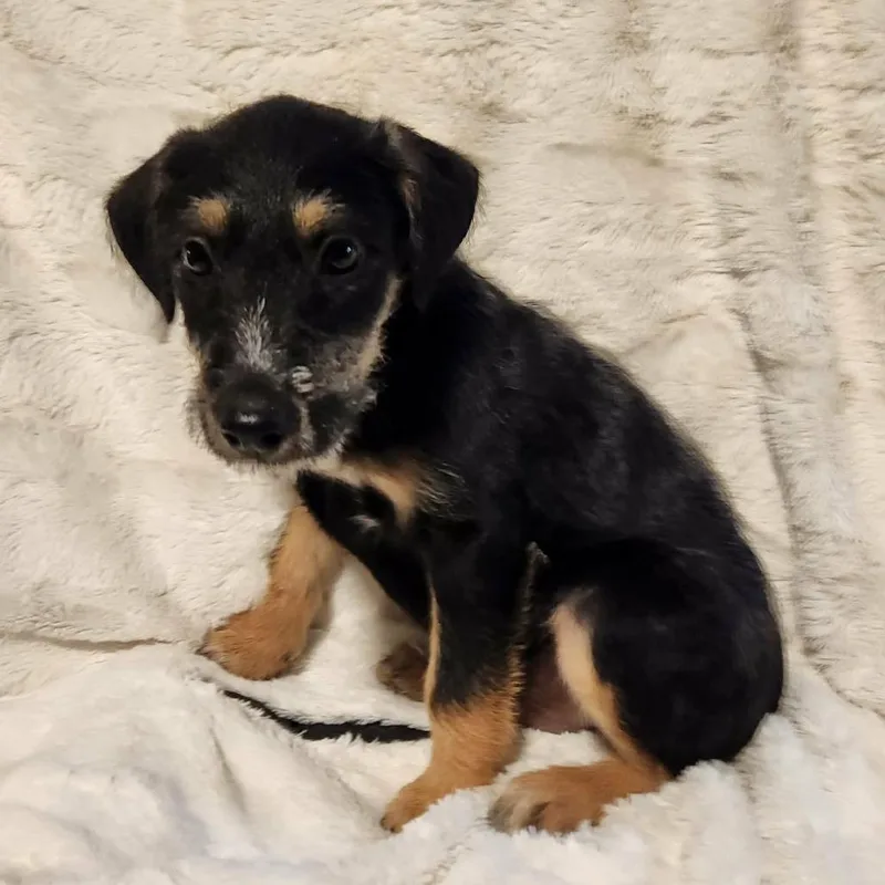 Roman Lb thumbnail 2