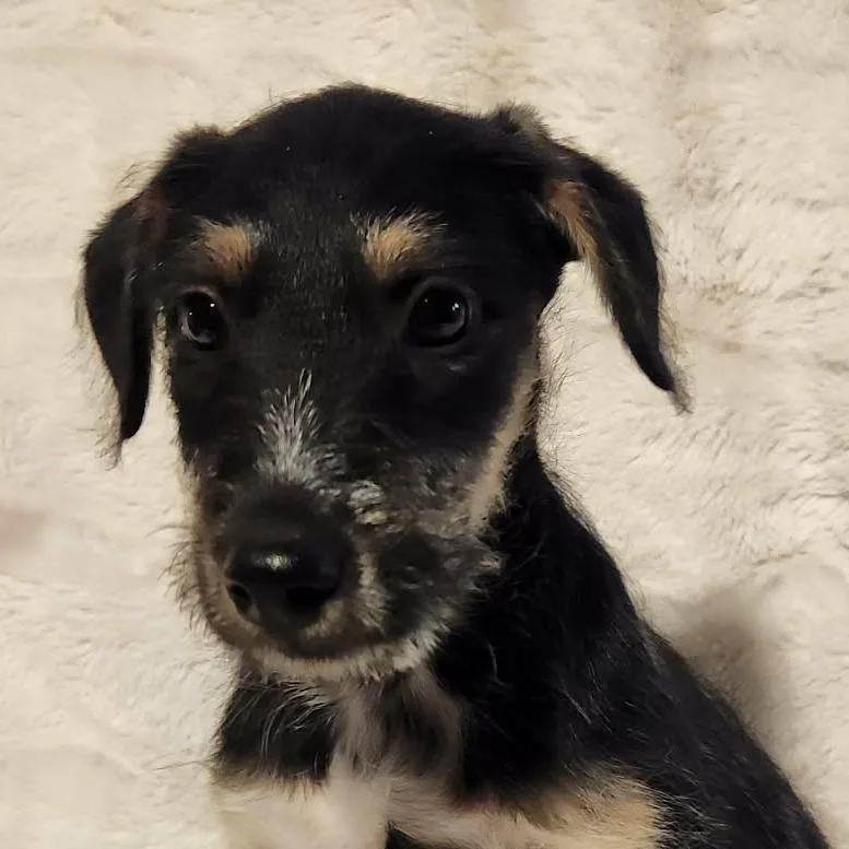 A baby medium-sized male Black Miniature Schnauzer dog named Roman Lb for adoption in Austin, TX