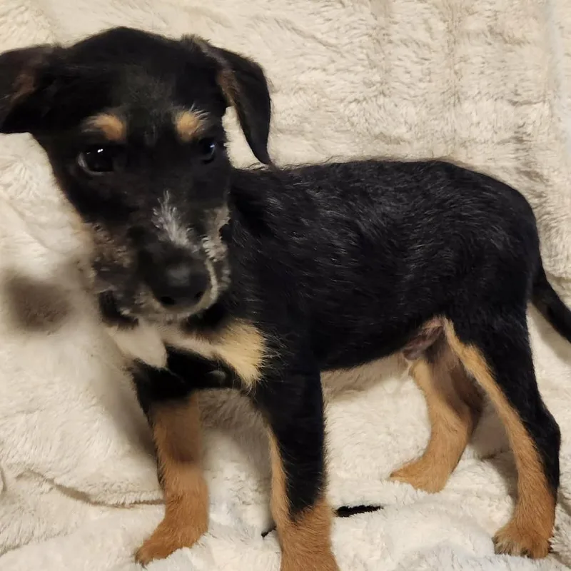 Roman Lb thumbnail 4