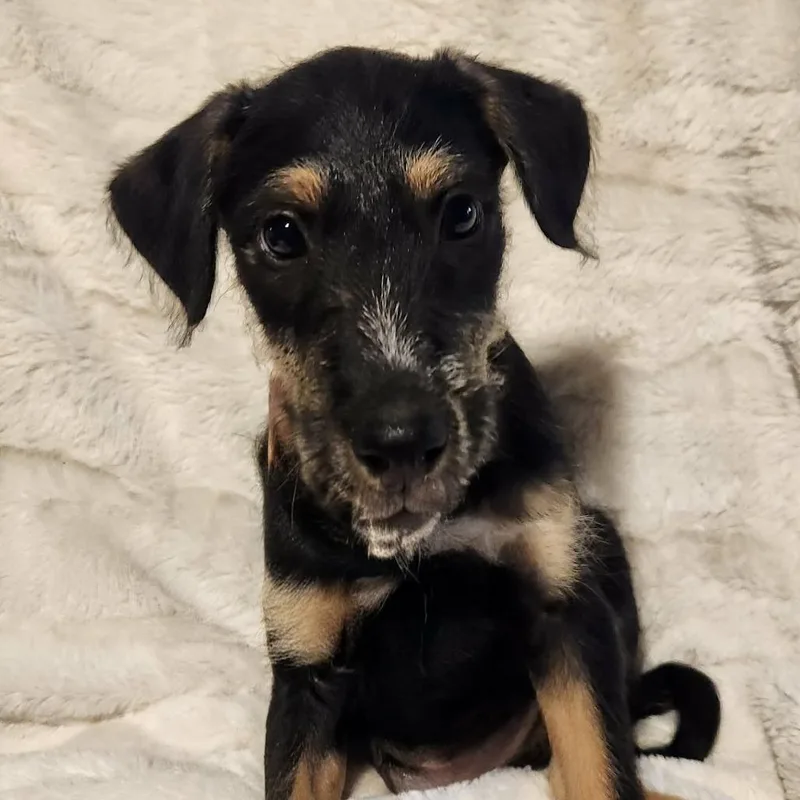 Roman Lb thumbnail 5