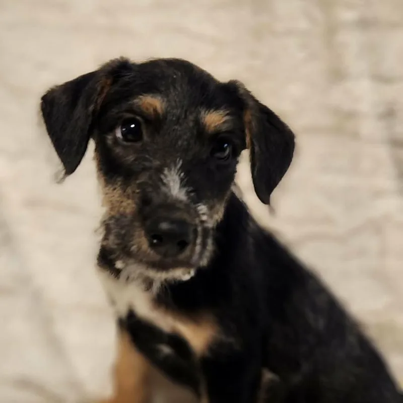 Roman Lb thumbnail 6