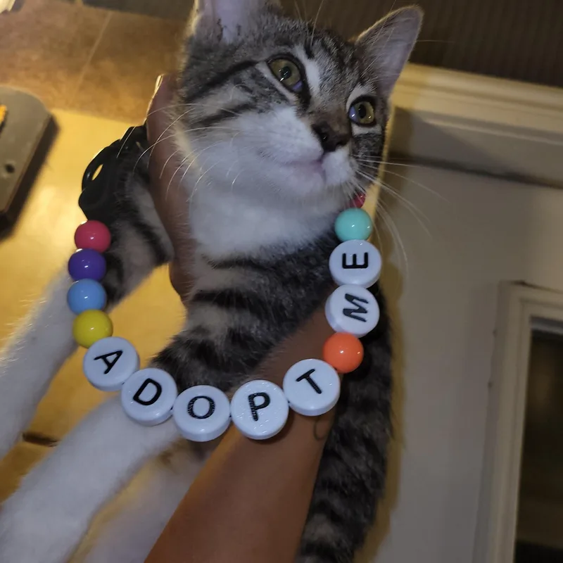 Buttercup thumbnail 2