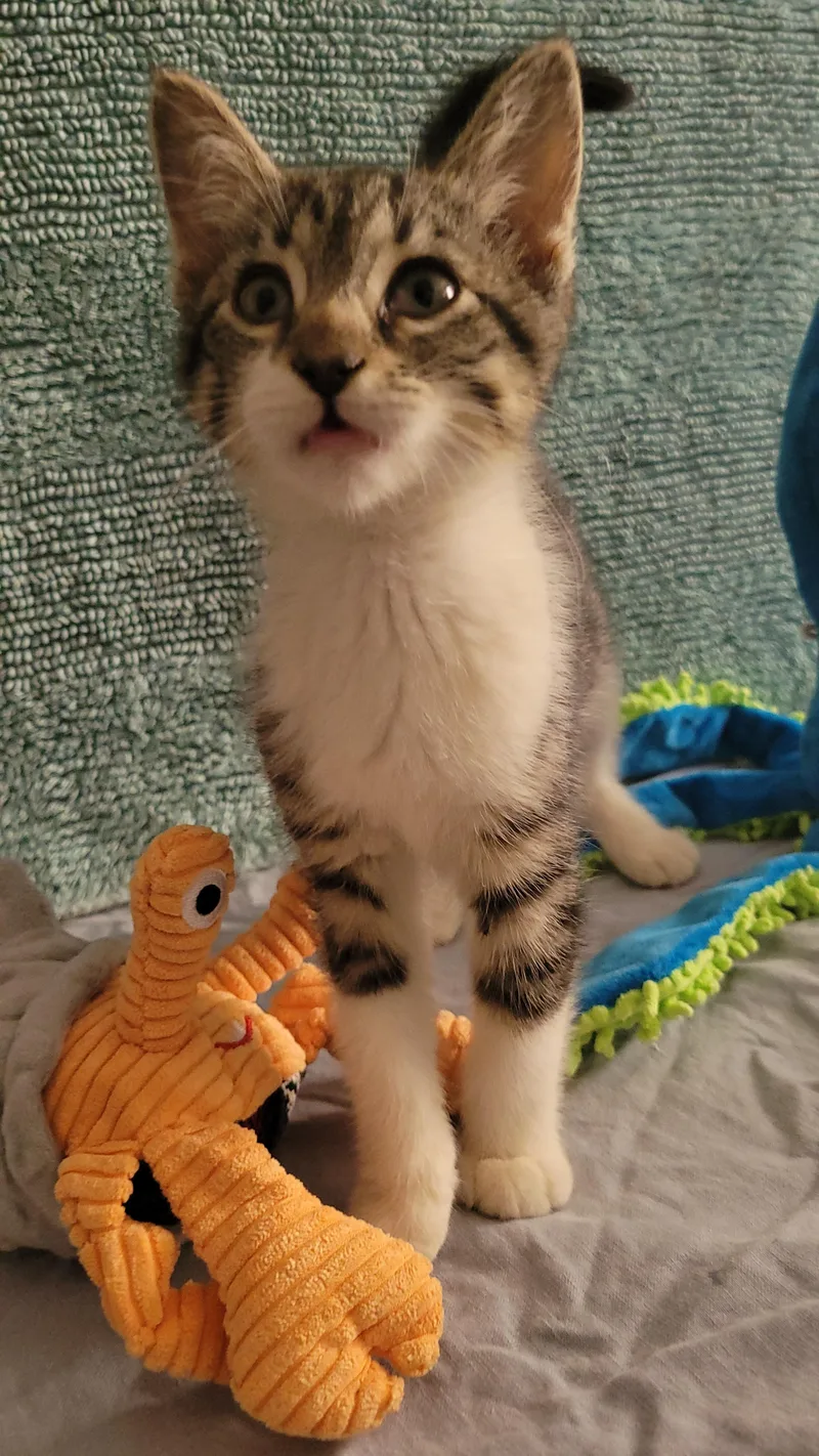 Buttercup thumbnail 3