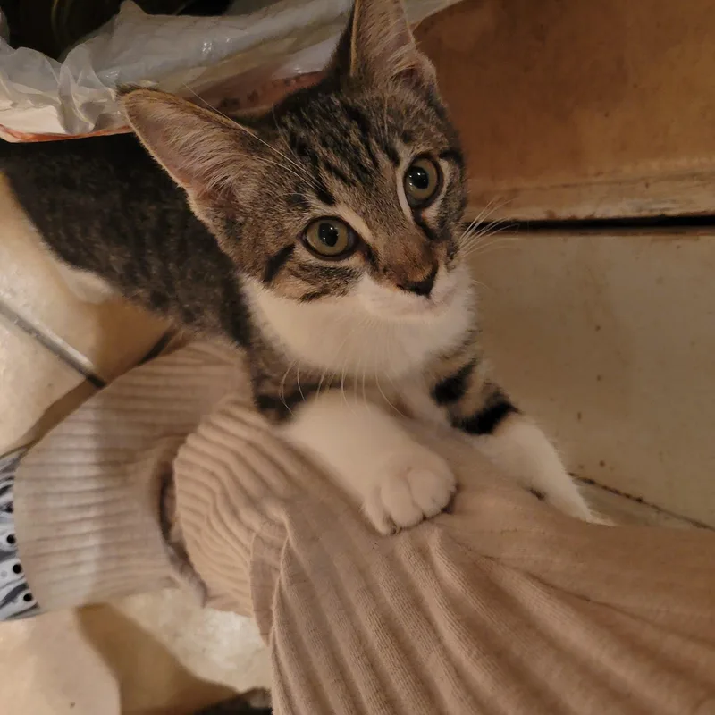 Buttercup thumbnail 4