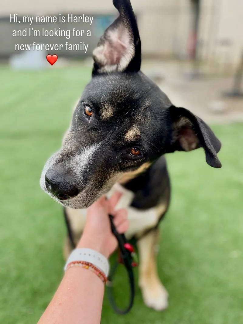 An adult large-sized female Tricolor (Brown, Black, & White) German Shepherd Dog dog named Harley Quinn for adoption in Lewis Center, OH