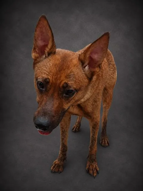 An adult medium-sized female German Shepherd Dog dog named Arya for adoption in Winter Haven, FL