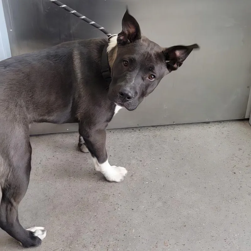 A young medium-sized male Black Mixed Breed dog named Ziggy for adoption in Las Cruces, NM