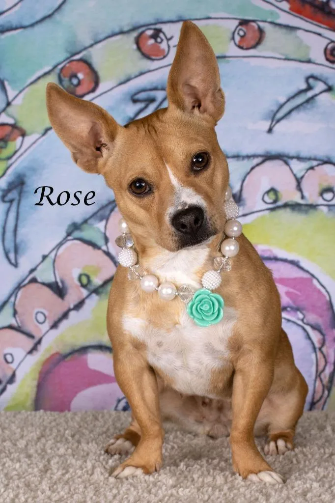 An adult small-sized female Chihuahua dog named Rose for adoption in Gilbert, AZ