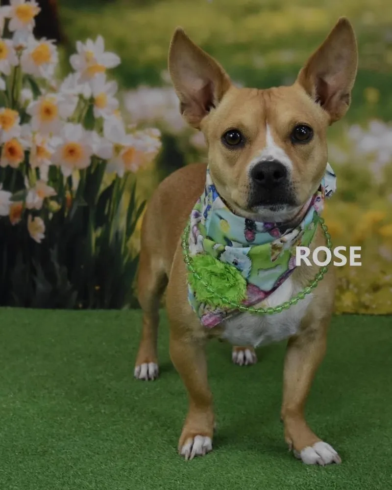Rose thumbnail 2