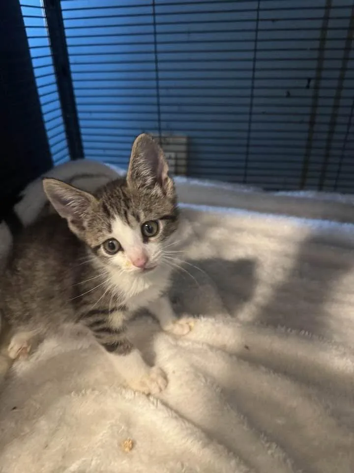 A baby medium-sized male Gray & White Domestic Short Hair cat named Charlie for adoption in Palisades Park, NJ