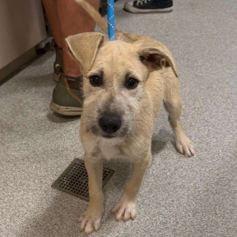 A baby medium-sized male White / Cream Mixed Breed dog named Collin for adoption in Englewood, FL