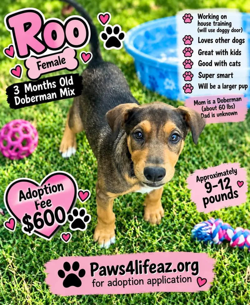 A baby medium-sized female Brown / Chocolate Doberman Pinscher dog named Roo for adoption in San Tan Valley, AZ