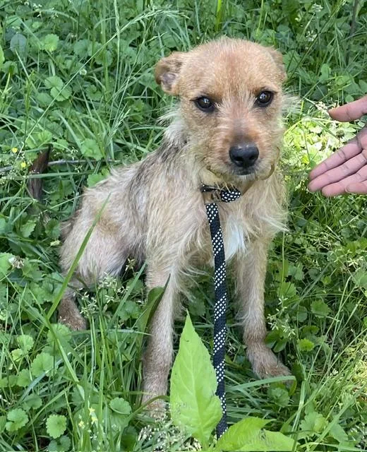 An adult small-sized female Brown / Chocolate Yorkshire Terrier dog named Teddy for adoption in Memphis, TN
