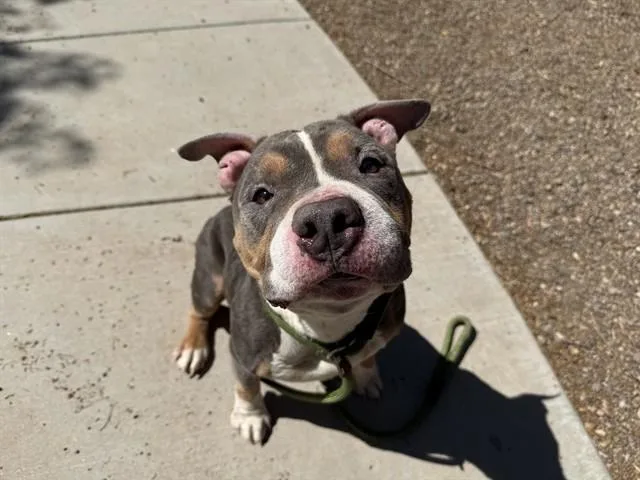 An adult large-sized male Pit Bull Terrier dog named Lester for adoption in Phoenix, AZ