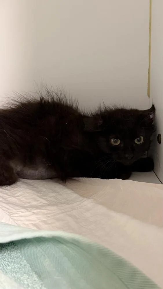 A baby small-sized female Black Domestic Medium Hair cat named Jackie for adoption in Ontario, CA