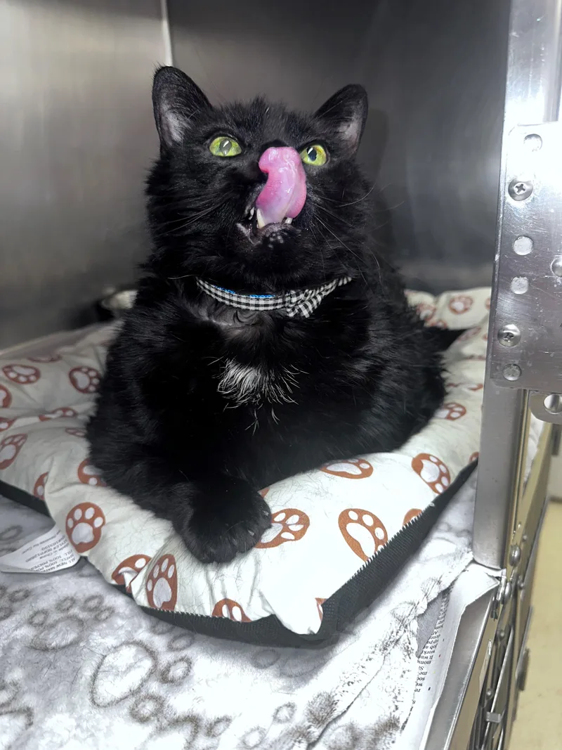 An adult extra large-sized male Black Domestic Short Hair cat named Tonka for adoption in Clayton, NJ