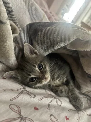 A baby small-sized female Domestic Short Hair cat named Thumbelina for adoption in Manteo, NC