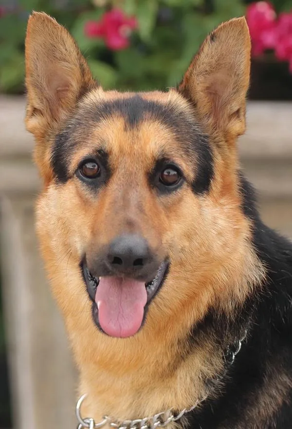 A young large-sized female Black German Shepherd Dog dog named Hazel Von Hage for adoption in Los Angeles, CA