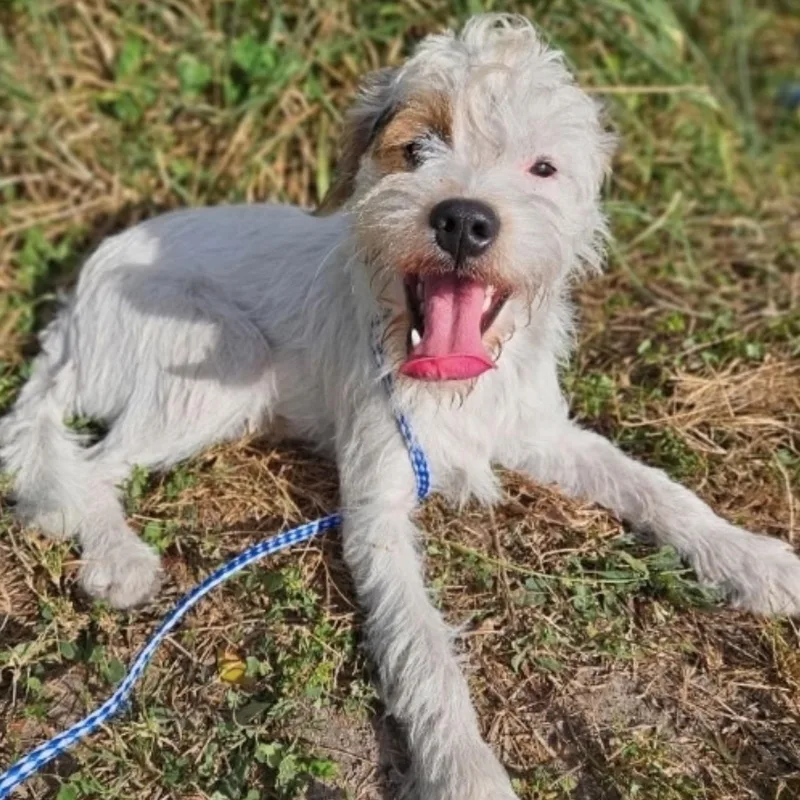 An adult small-sized male Terrier dog named Chris for adoption in Hughesville, MD