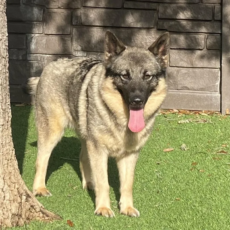 An adult medium-sized female White / Cream Norwegian Elkhound dog named Spooky for adoption in LOXAHATCHEE, FL