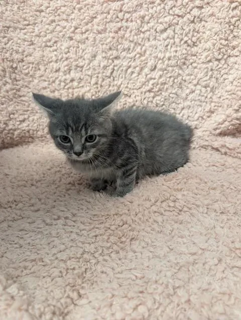 A baby medium-sized male Tabby (Gray / Blue / Silver) Domestic Short Hair cat named Wiggle for adoption in Taylorsville, KY