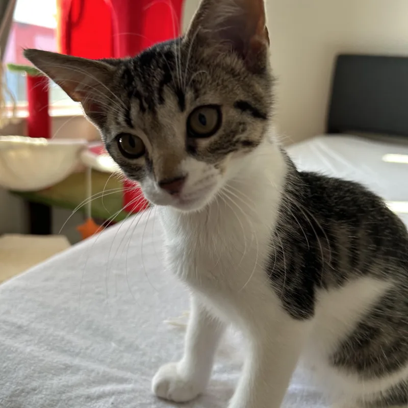 A baby medium-sized male Domestic Short Hair cat named Junior for adoption in Easley, SC
