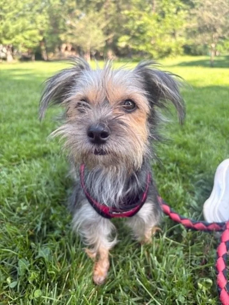 An adult small-sized female Yorkshire Terrier dog named Mollie for adoption in Boulder, CO