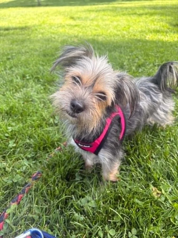 Mollie thumbnail 2