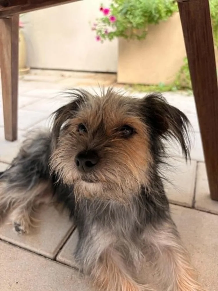 Mollie thumbnail 3