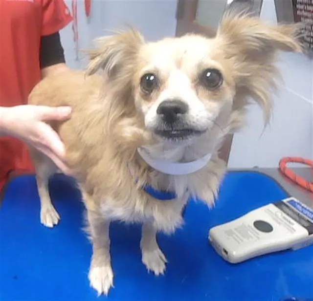 An adult small-sized female Chihuahua dog named Muffin for adoption in Phoenix, AZ