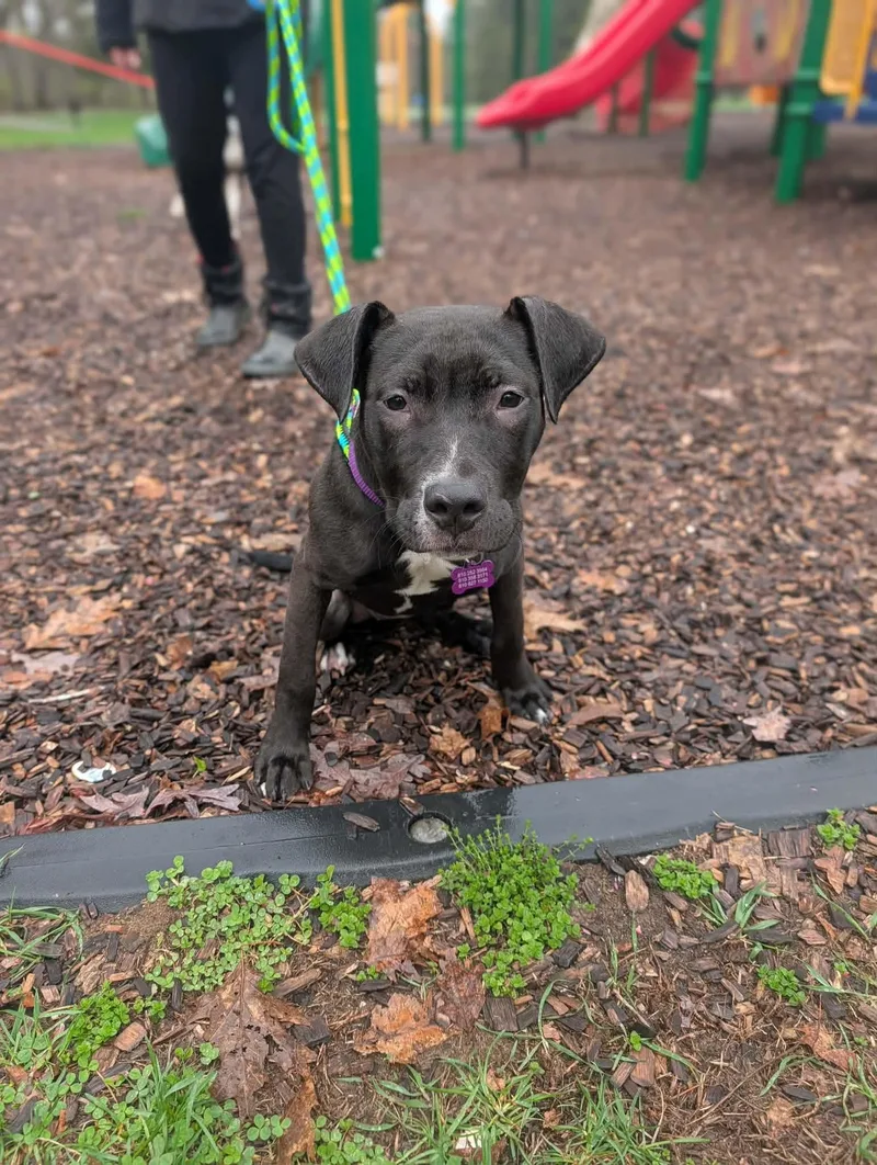 A baby medium-sized female Black Pit Bull Terrier dog named Starling for adoption in Mount Morris, MI