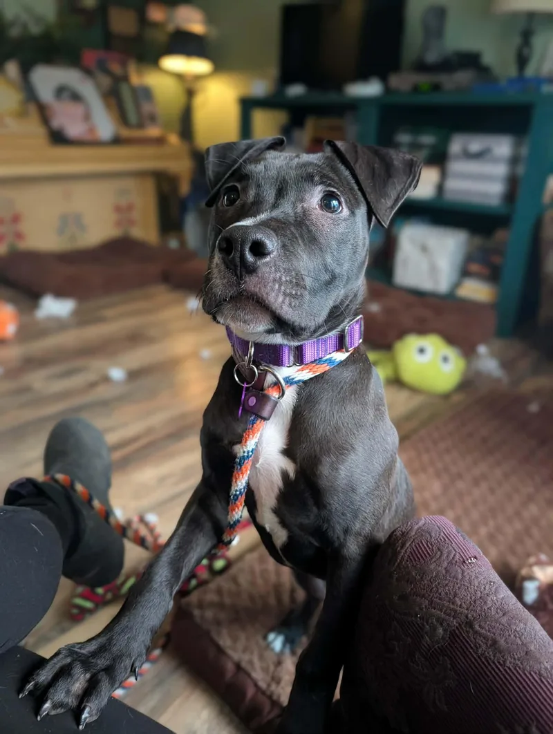 Starling thumbnail 2