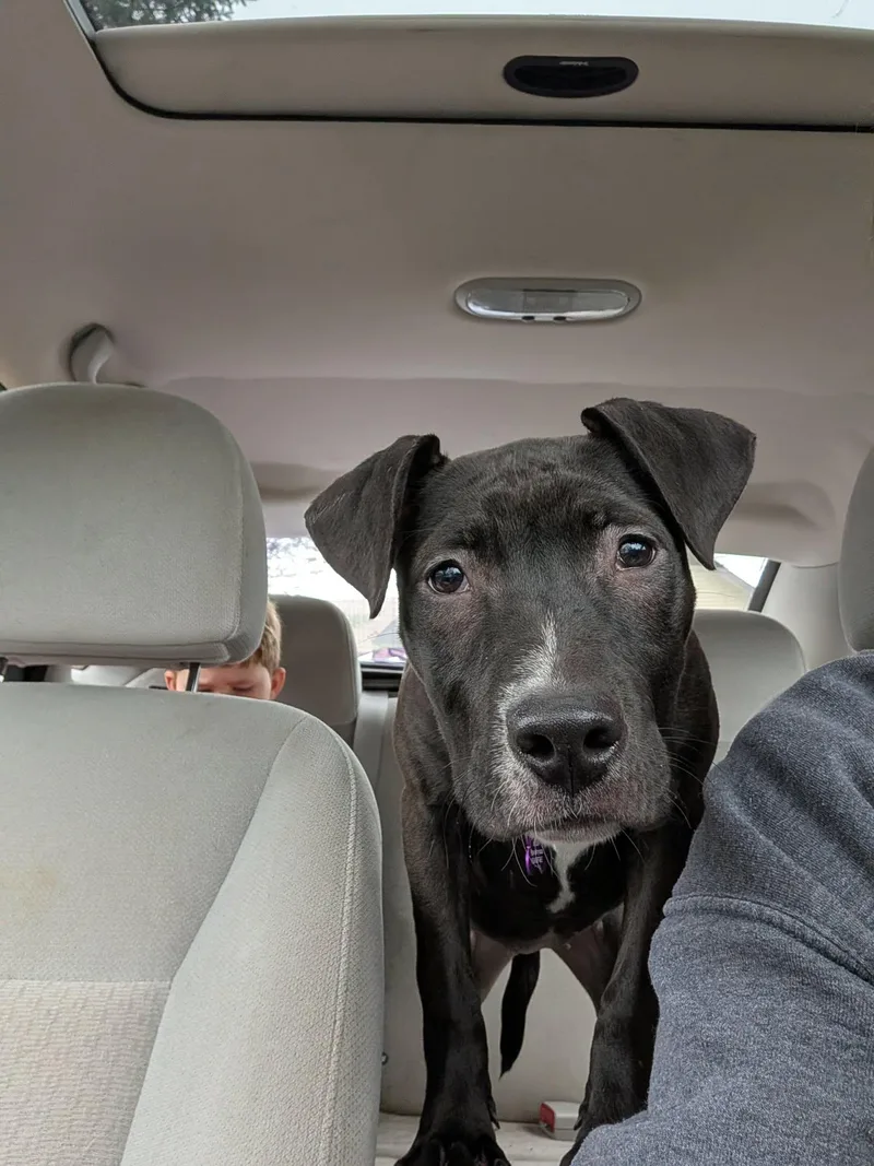 Starling thumbnail 3