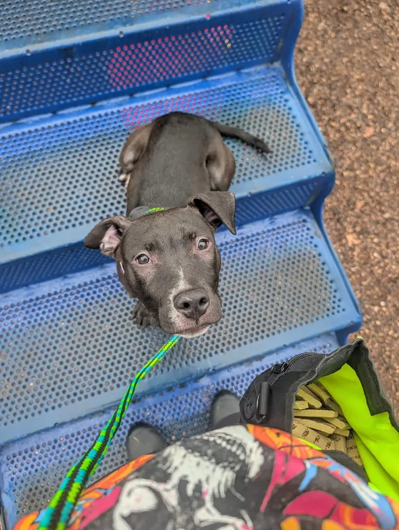 Starling thumbnail 4