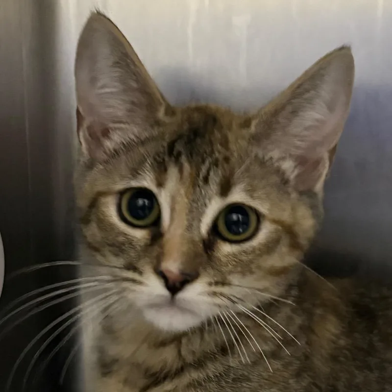 A baby small-sized female Calico Domestic Short Hair cat named Iepastray for adoption in Upland, CA