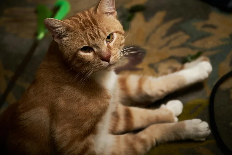 A young medium-sized male Orange & White Domestic Short Hair cat named Thumbs for adoption in Milwaukee, WI