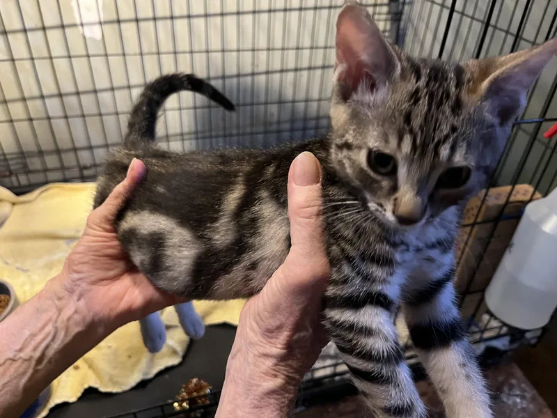 A baby small-sized male Extra-Toes Cat / Hemingway Polydactyl cat named Bert for adoption in Walnut Creek, CA